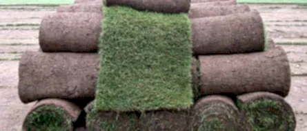 Garden Turf